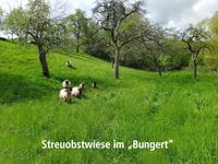 streuobstwiese_01